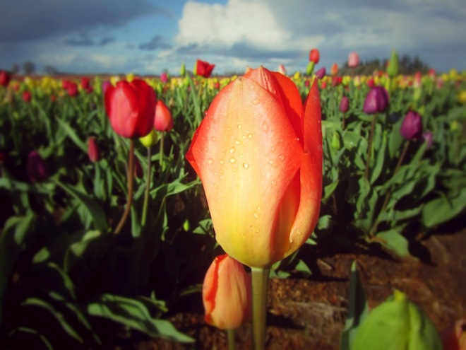 tulip farm oregon 1