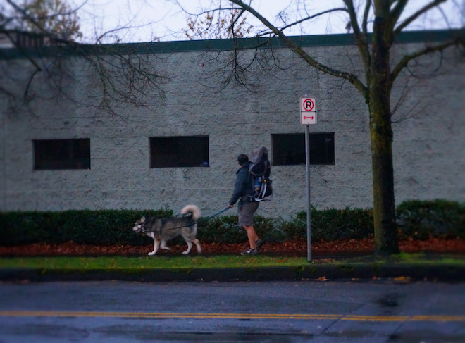 portland st johns dog