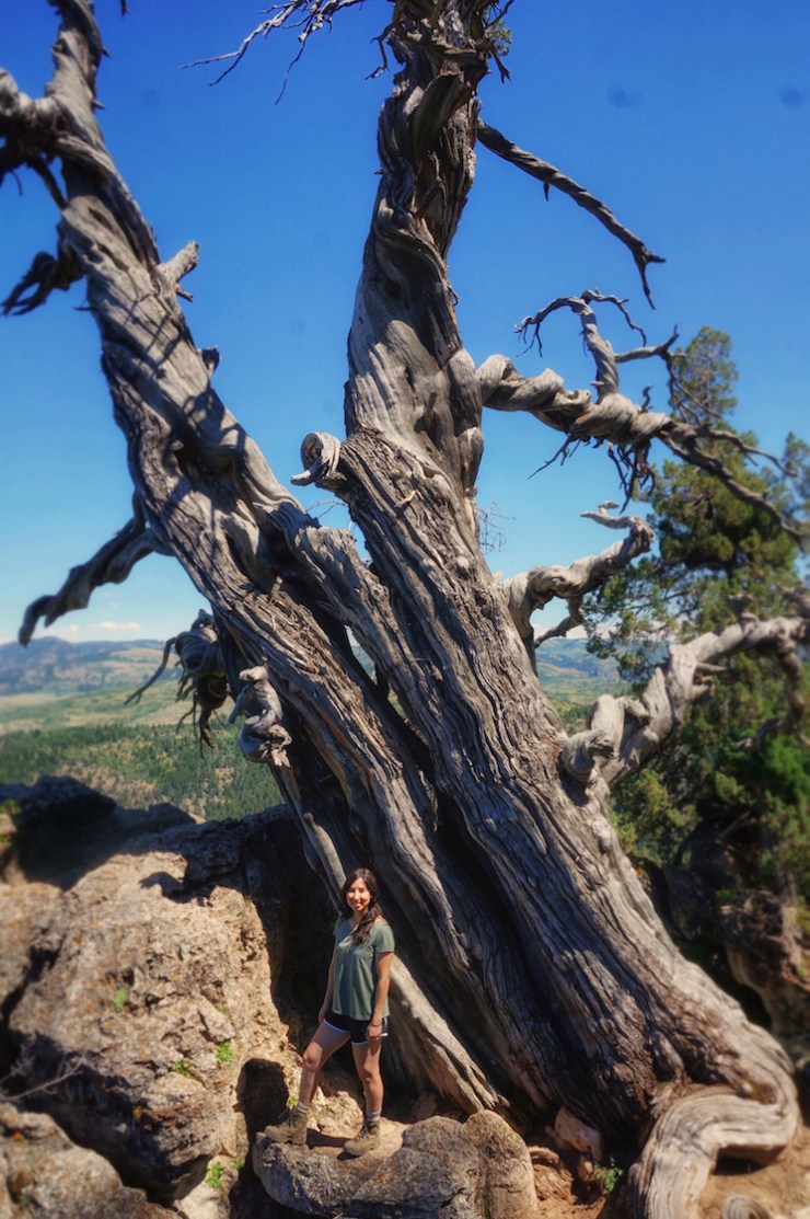Jardine Juniper Trail in Logan Canyon, Utah