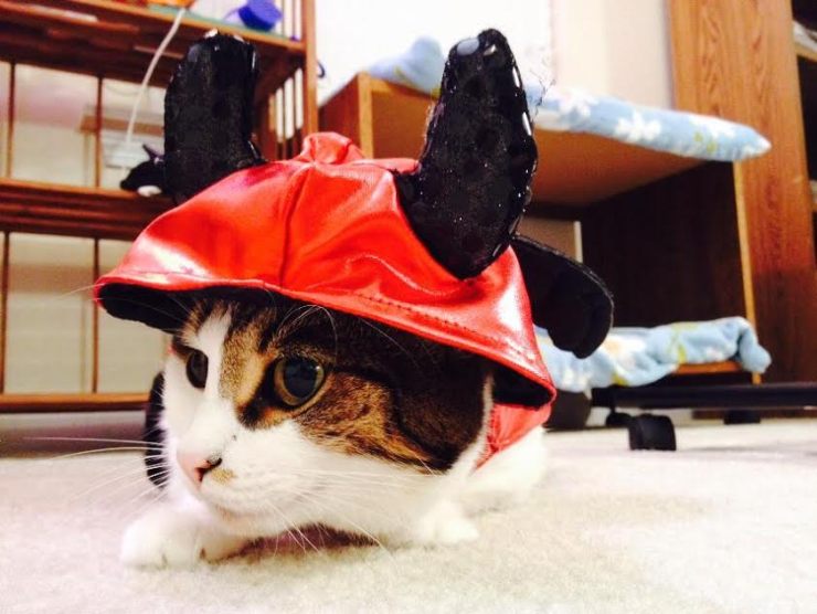 I don't even know what Simba is dressed up as, but it makes me happy.