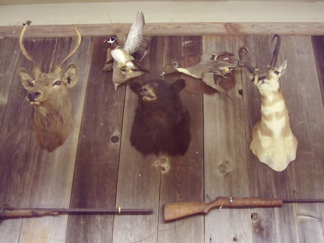 Friday Night Auction taxidermy