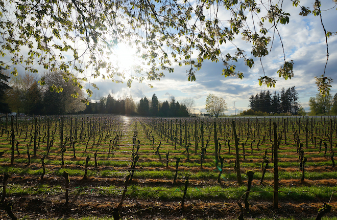 edgefield winery portland