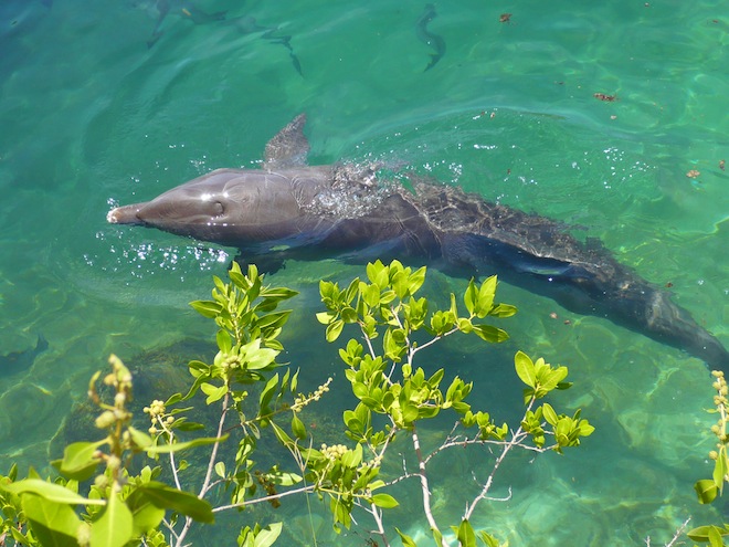 cancun xel ha dolphin