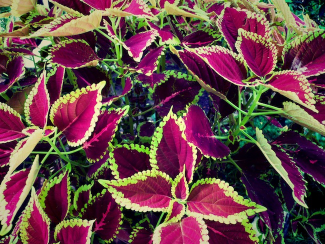 purple plants