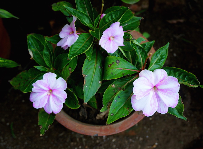 india2015 meherazad12