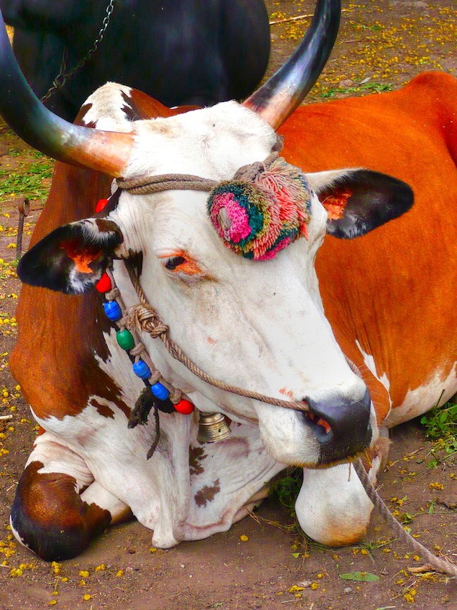 Indian Cow