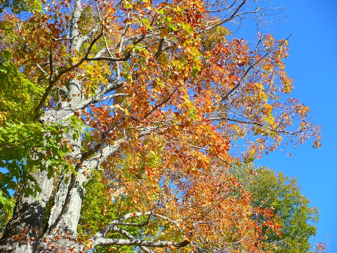 laconia new hampshire2