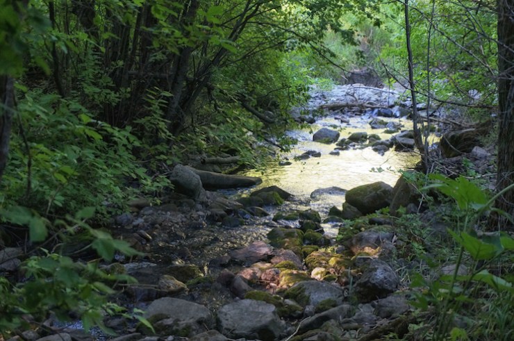 Jardine Juniper Trail in Logan Canyon, Utah