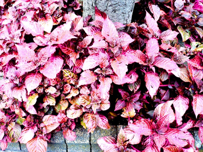 Plants in Mexico City