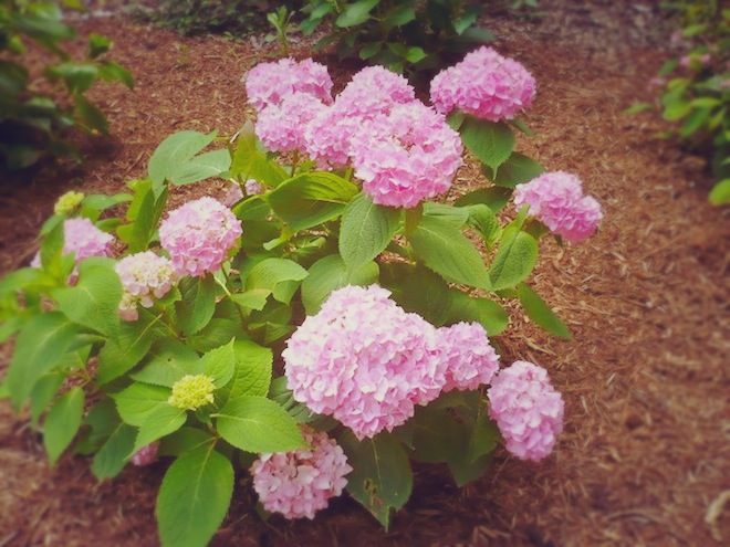 duke gardens durham flowers1