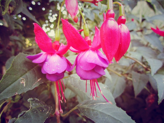 washington park rose test garden