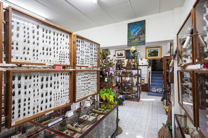 Museum of Insects and Natural Wonders