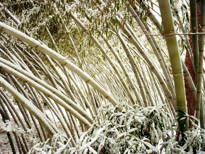 duke gardens durham snow4