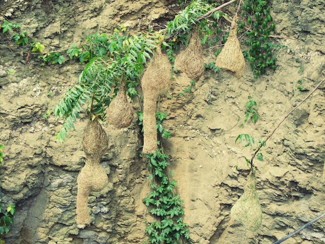 open well pendant bird nests