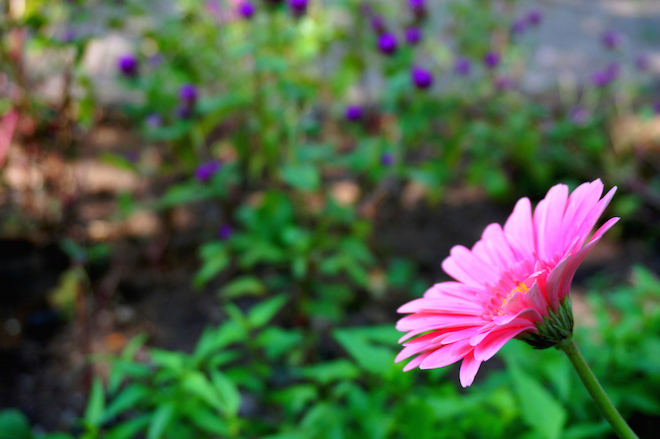 india2015 meherazad3