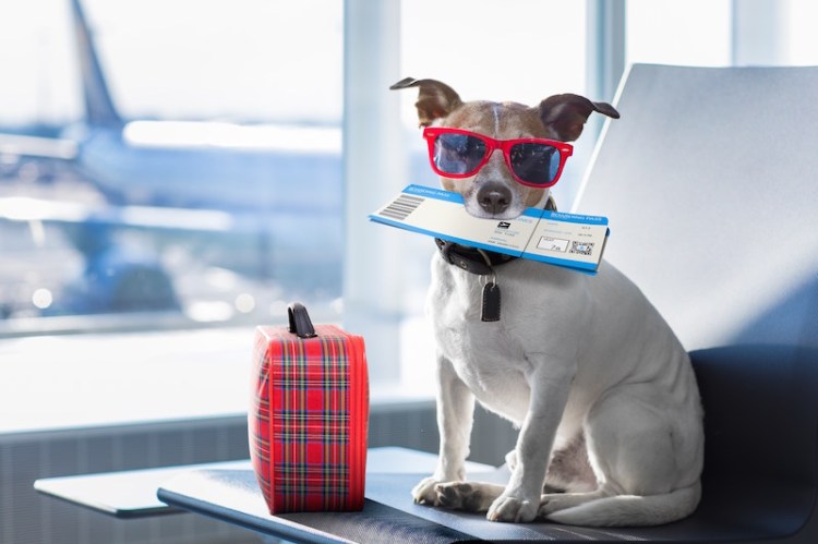 Pets on Planes: What You Need to Know