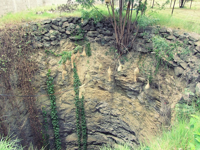 open well pendant nests