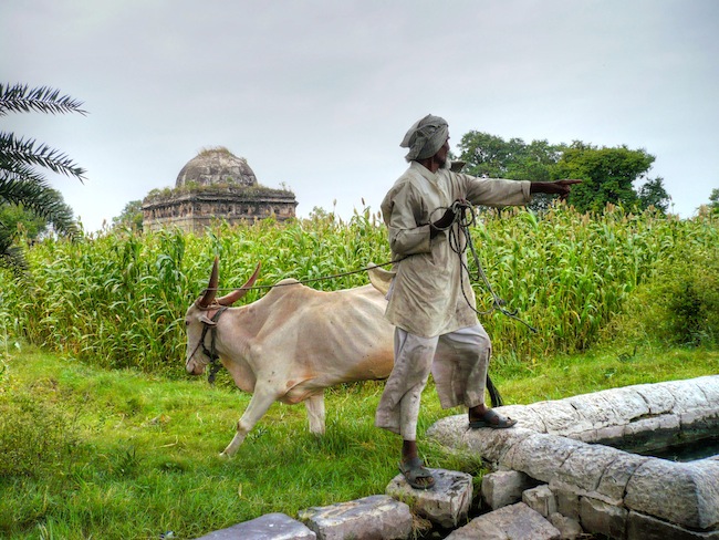 King Ahmed's Tomb, man and cow in India