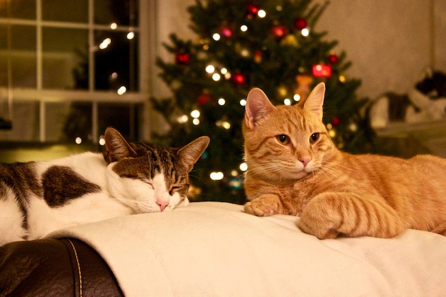 2012christmas cats