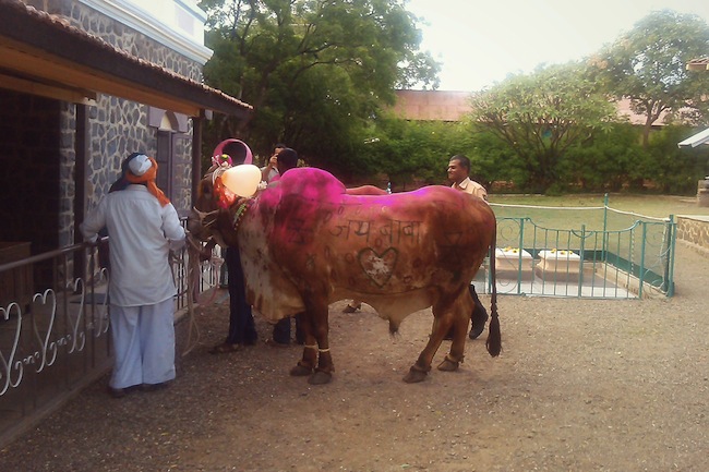 cowssamadhi