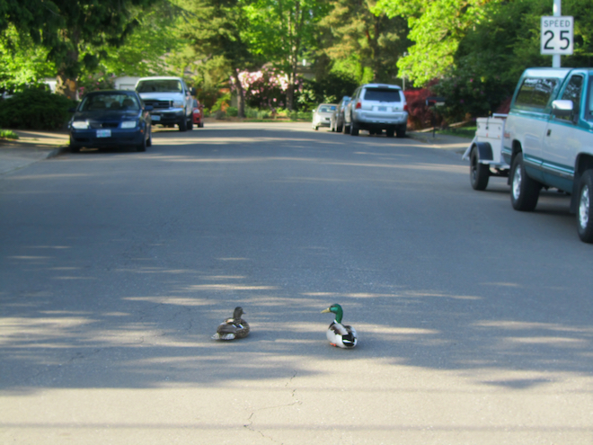 road ducks portland