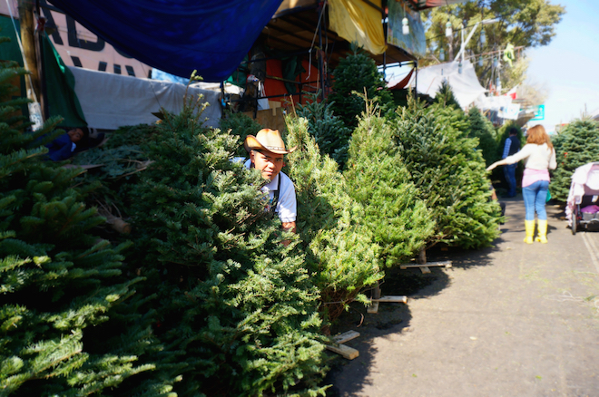 mercado de jamaica mexico