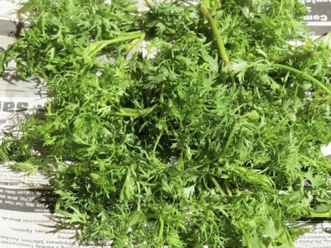 coriander and cilantro leaves