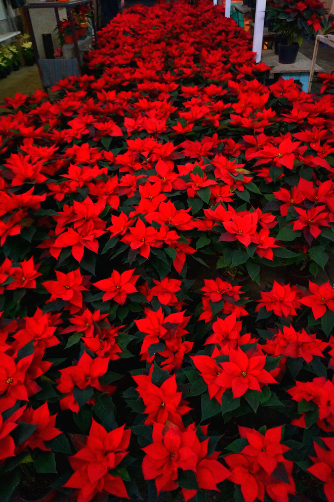 mercado de jamaica mexico17