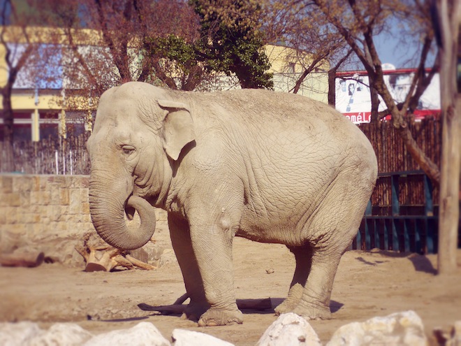 budapest hungary elephant