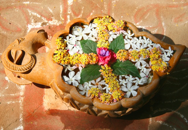 Potted Swastika Flowers. Photo by Octopuzz