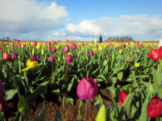 tulip farm oregon 4