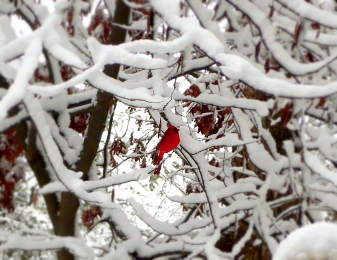 durham snow red bird