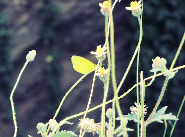 butterfly