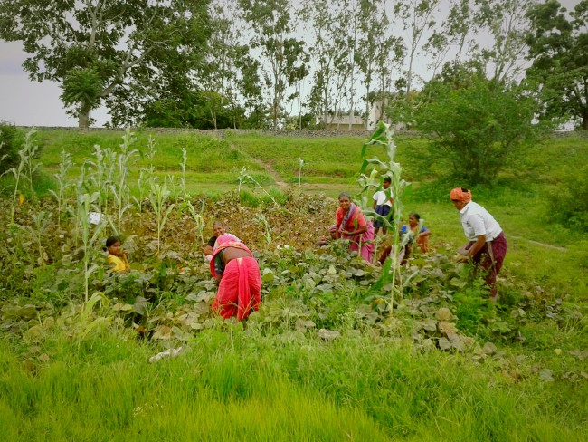 field farmers