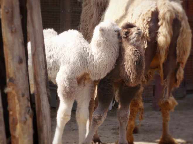 Adorable baby camels.