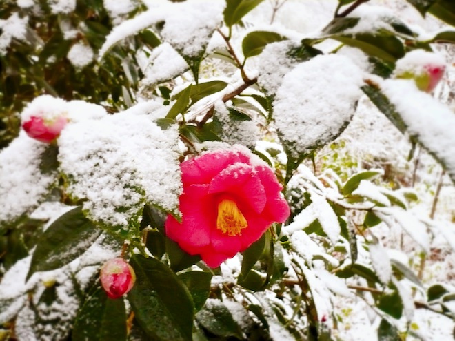 durham snow flower