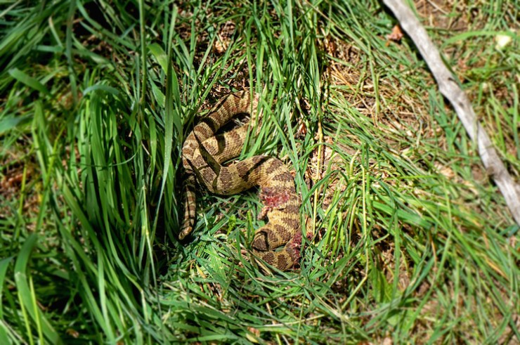 Jardine Juniper Trail in Logan Canyon, Utah