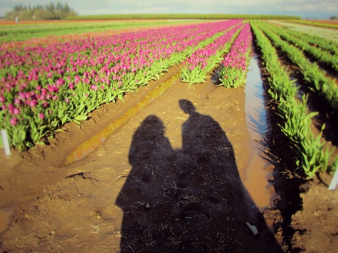 tulip farm oregon shadows
