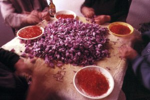 harvesting saffron