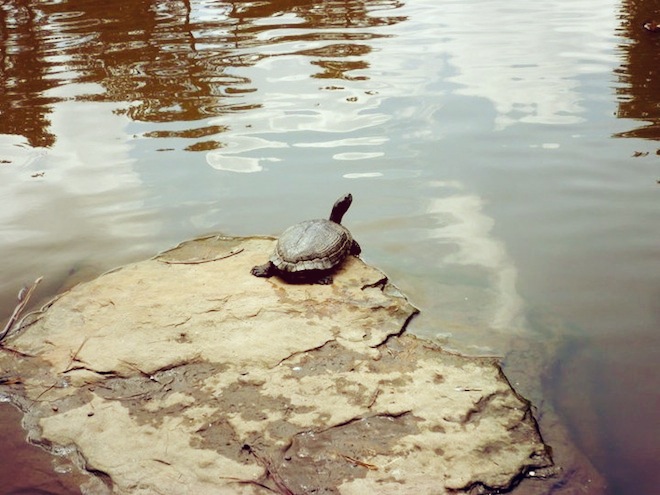 duke gardens durham turtle