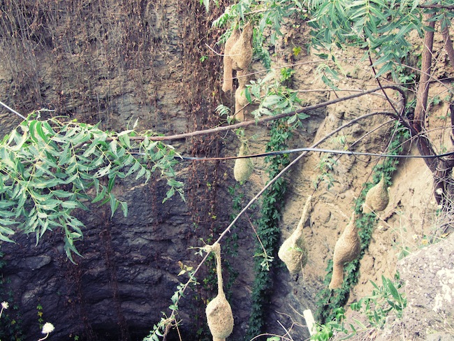 open well pendant nests