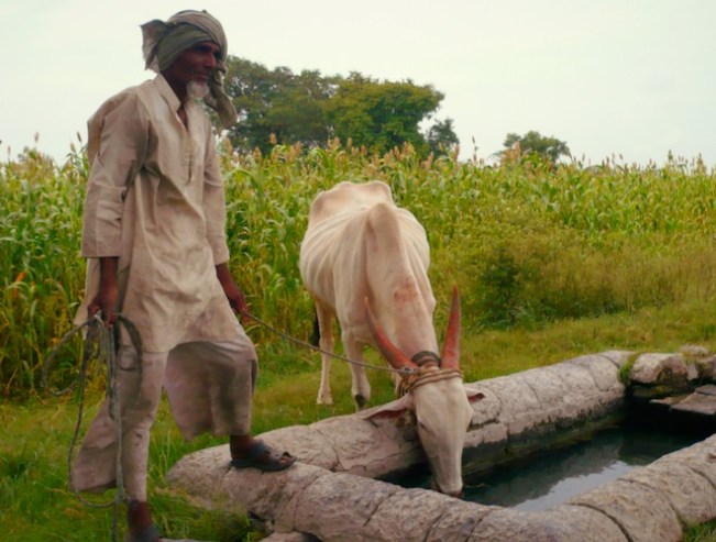king ahmed tomb india cow