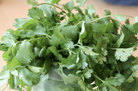 cilantro