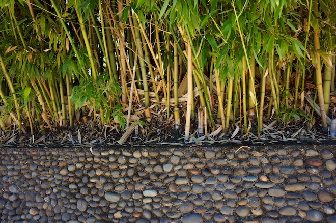 portland saltandstraw nature bamboo