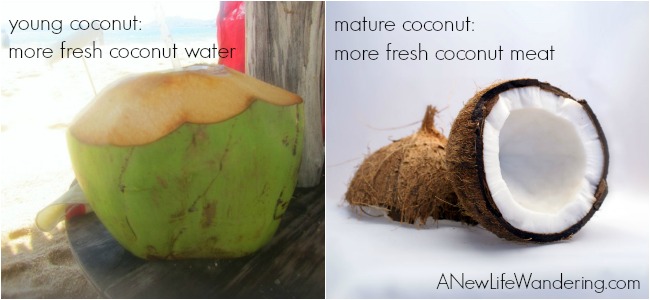 young vs mature coconut
