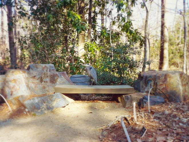 duke gardens durham bird