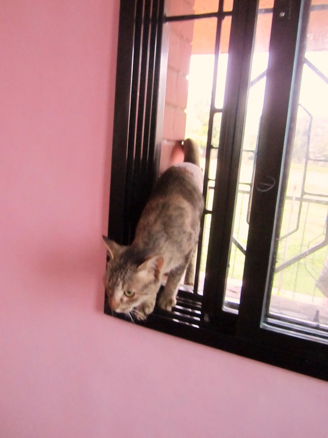 cat window1