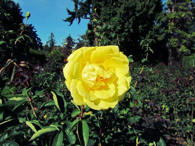 washington park rose test garden
