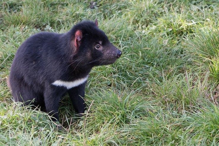 tasmanian devil