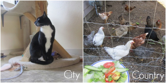 city country collage2